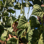 Contratti. Fai, Flai, Uila, siglato rinnovo Cooperazione agricola